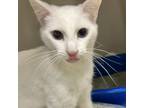 Adopt Snowball a Domestic Short Hair