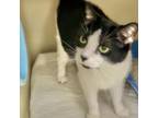 Adopt Pan a Domestic Short Hair