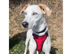 Adopt Dobby a Husky, Mixed Breed