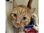 Adopt Otis a Domestic Short Hair