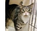 Adopt Spazz a Domestic Short Hair