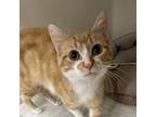 Adopt Lucky a Domestic Short Hair