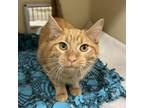 Adopt Fanta a Domestic Short Hair