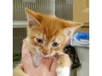 Adopt Tangerine a Domestic Short Hair