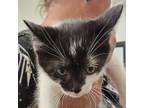 Adopt Fred a Domestic Short Hair