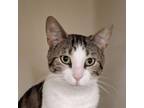 Adopt Canal a Domestic Short Hair