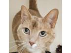 Adopt Butters a Domestic Short Hair