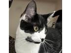 Adopt Dot a Domestic Short Hair