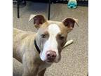 Adopt Charles a Pit Bull Terrier