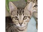 Adopt Ty a Domestic Short Hair
