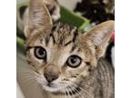 Adopt Smudge a Domestic Short Hair