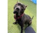 Adopt Libre a Cane Corso, Mixed Breed