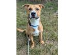 Adopt Biles a Shepherd, Boxer