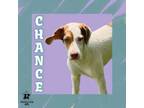 Adopt Chance a Mixed Breed