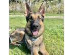 Adopt Red a German Shepherd Dog