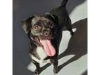Adopt Ringo a Mixed Breed