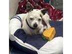 Adopt PeeWee a Terrier, Mixed Breed