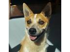 Adopt Pipsqueak a Cattle Dog, Mixed Breed