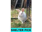 Adopt Tiramisu a Californian, Bunny Rabbit