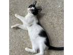 Adopt Boomer a Domestic Short Hair