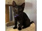 Adopt Mojo Jojo a Domestic Short Hair