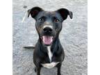 Adopt Benji a Labrador Retriever
