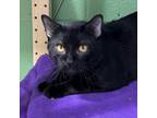 Adopt Cougar a Domestic Short Hair