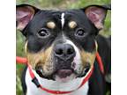 Adopt Manny a American Staffordshire Terrier