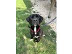 Adopt Julian a Labrador Retriever, Mixed Breed