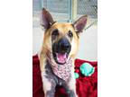 Adopt Ajax a German Shepherd Dog