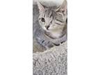 Adopt Casper a Domestic Short Hair