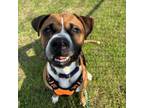 Adopt Piper a Boxer