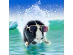 Adopt Cookie a Guinea Pig