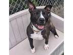 Adopt Spirit a Pit Bull Terrier