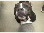 Adopt Kane a Pit Bull Terrier, Mixed Breed