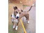 Adopt Cody a Pit Bull Terrier, Mixed Breed