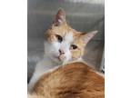 Adopt Junior a Domestic Short Hair