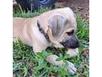 Adopt Duke a Mixed Breed