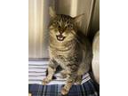 Adopt Franky Boy a Domestic Short Hair