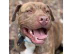 Adopt Barney a Pit Bull Terrier