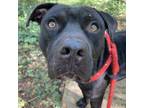 Adopt Apollo a Pit Bull Terrier