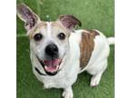 Adopt Hank a Jack Russell Terrier, Beagle