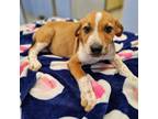 Adopt Briar a Mixed Breed