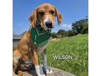 Adopt Wilson a Australian Cattle Dog / Blue Heeler, Feist