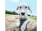 Adopt Wayne a Australian Cattle Dog / Blue Heeler, Feist
