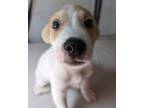 Adopt Gojo a Mixed Breed