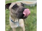 Adopt Sesame a Black Mouth Cur