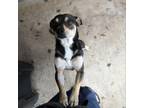 Adopt Chester a Rat Terrier