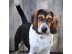 Adopt Beaker a Beagle