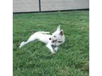 Adopt Charlie a Terrier